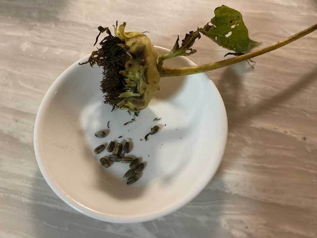 八重ひまわり　種収穫