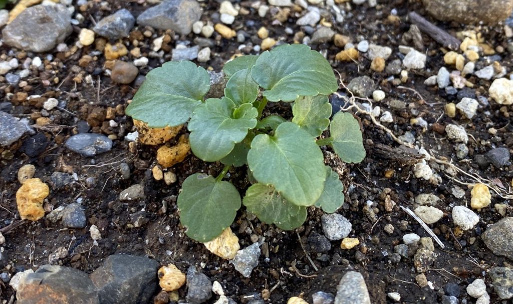 パンジー　葉02