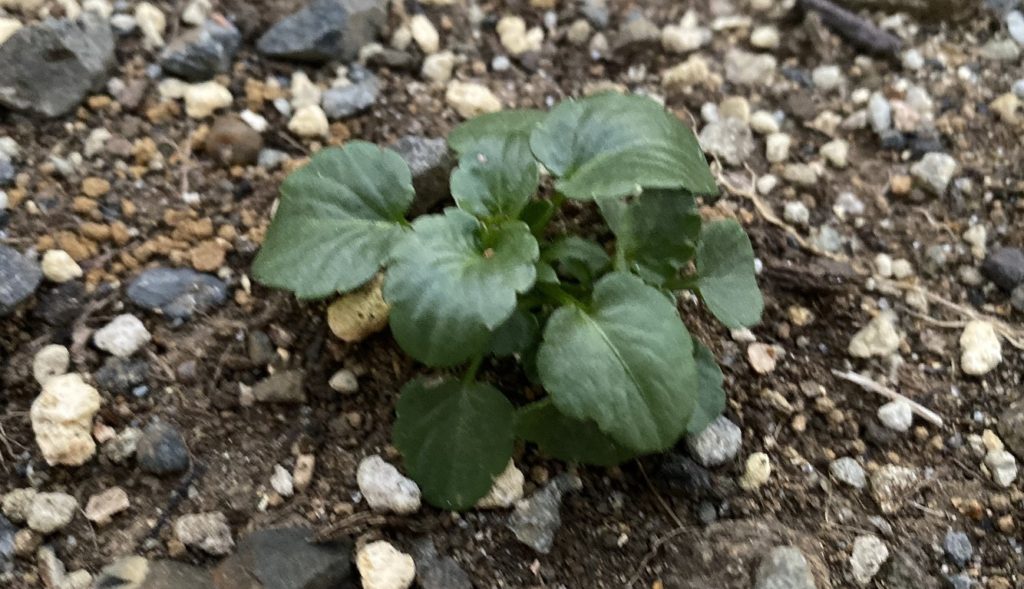 パンジー　葉03