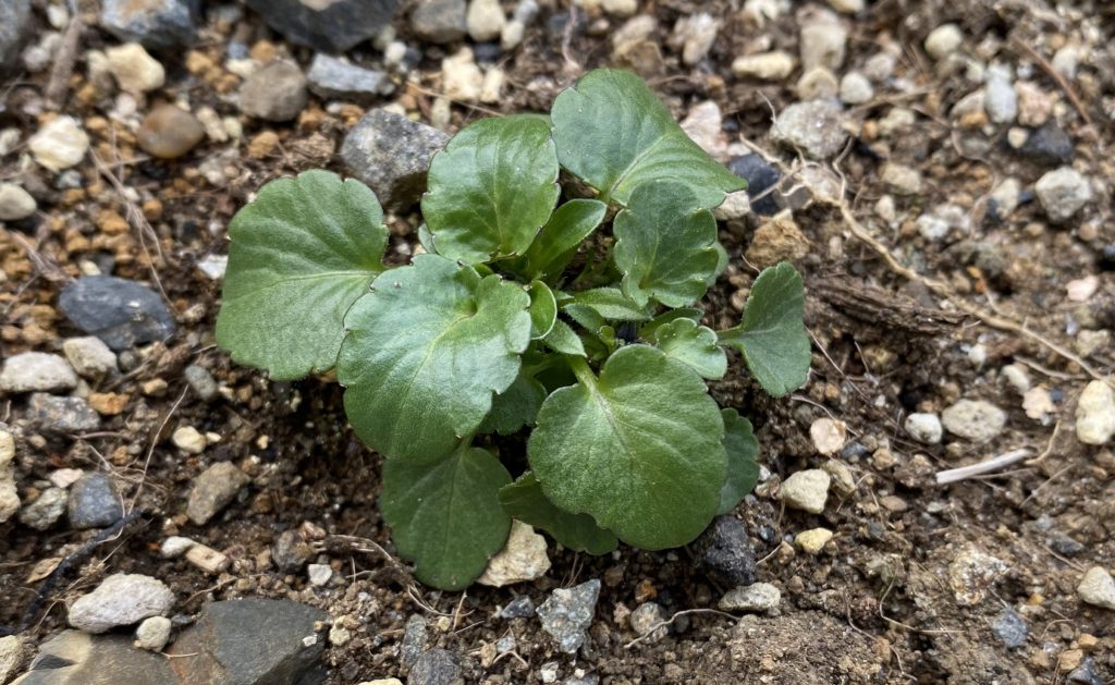 パンジー　葉04