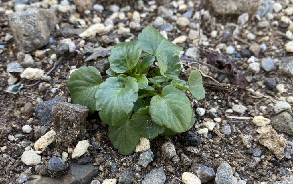 パンジー　葉05