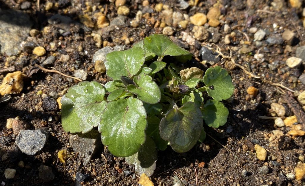 パンジー　葉08