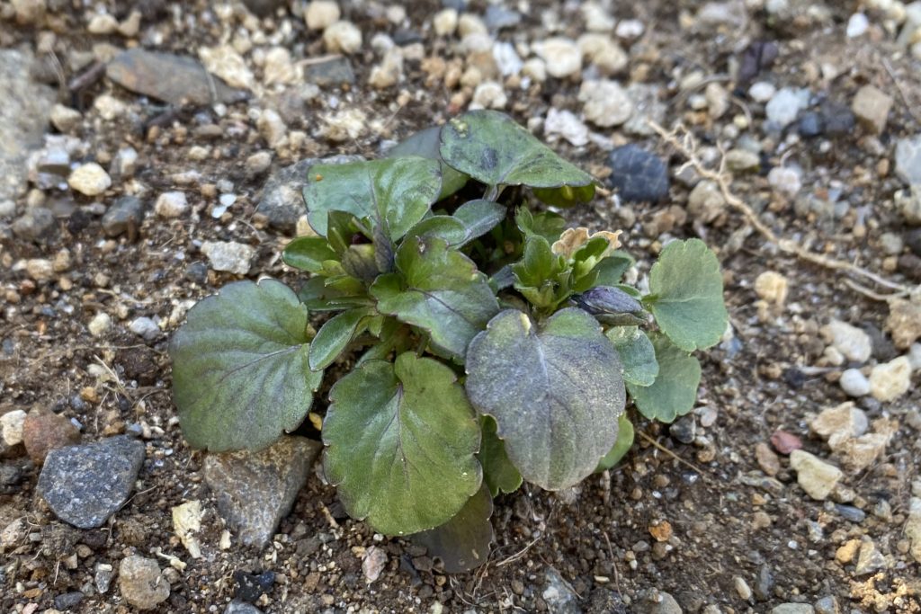 パンジー　葉09