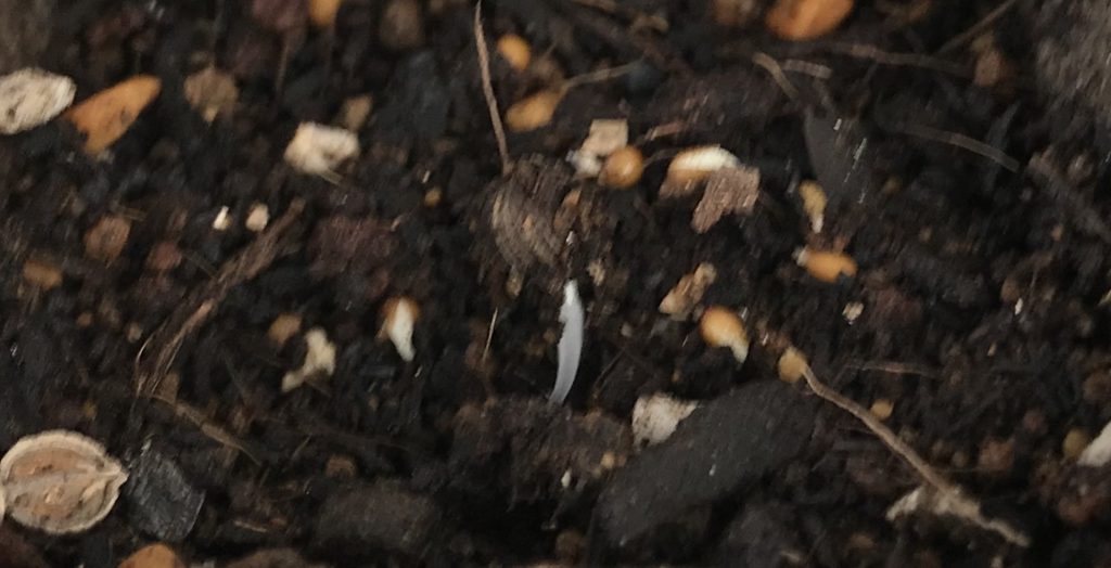 パンジー　発芽