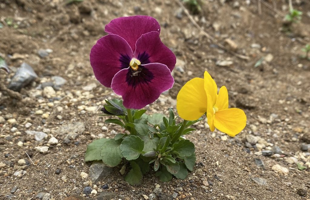 パンジー　花