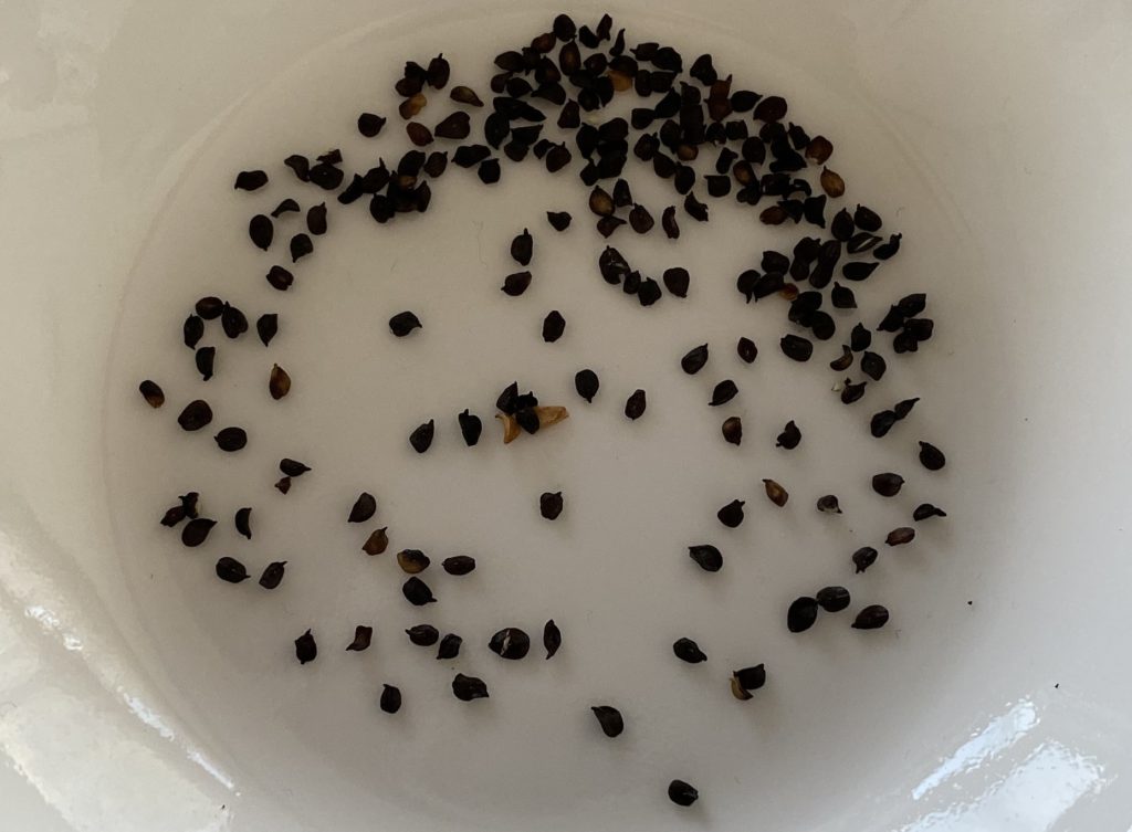 カーネーション　種