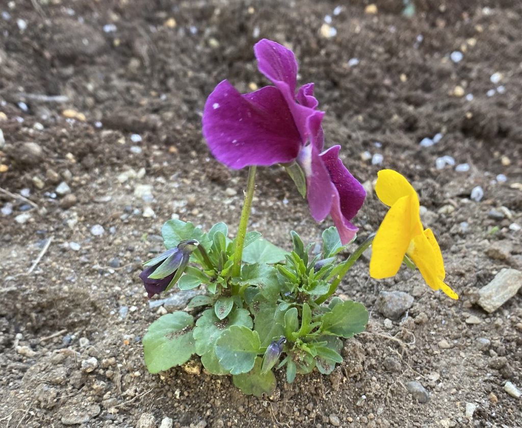 パンジー　花02