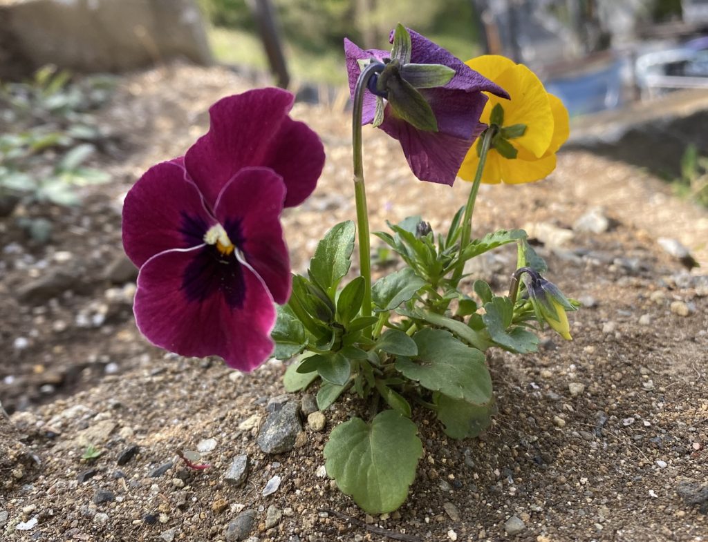 パンジー　花03