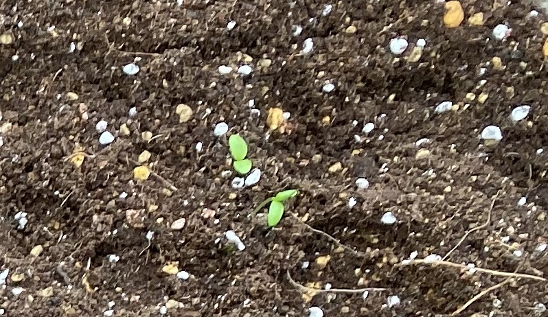 カーネーション　発芽