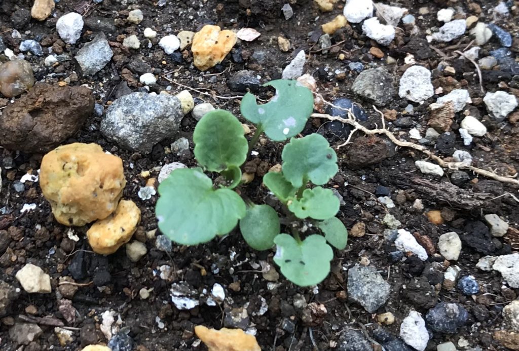 パンジー　本葉