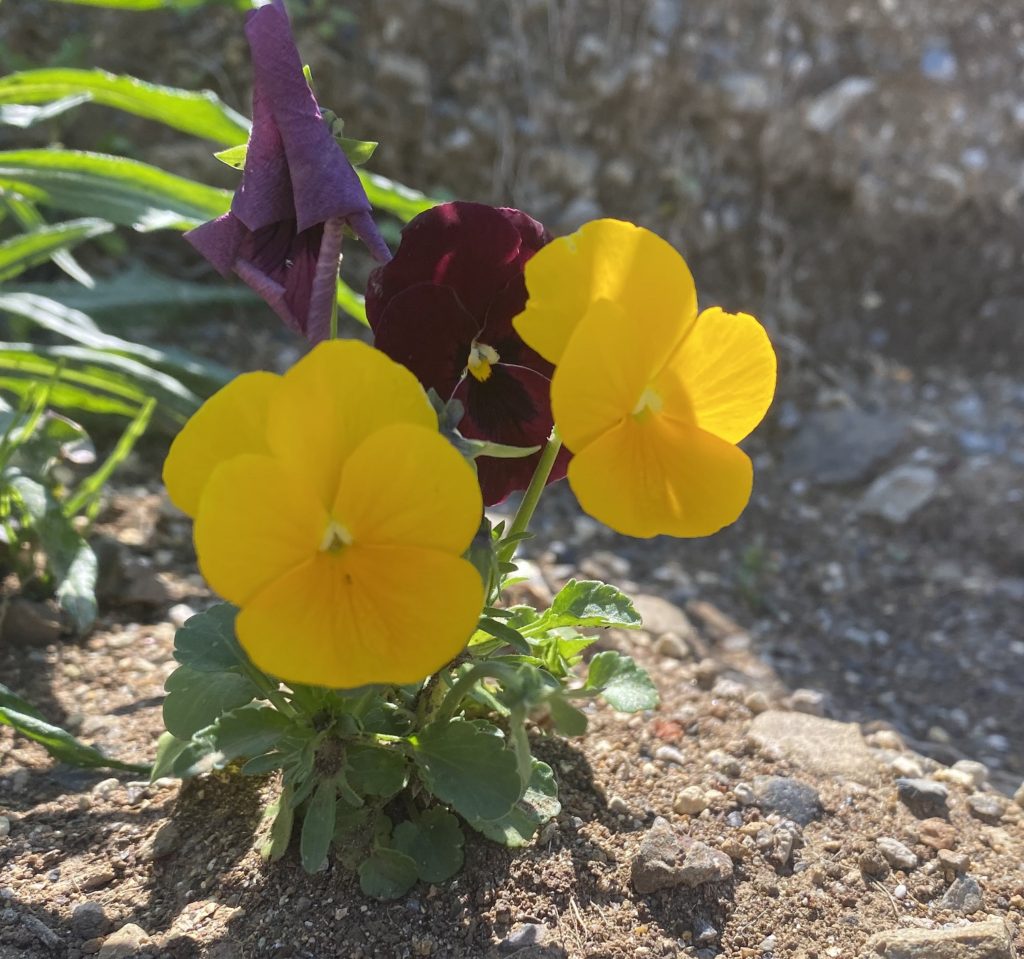 パンジー　花　黄色