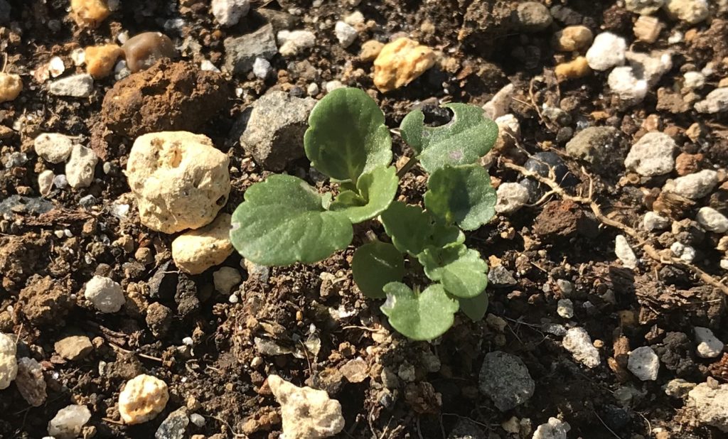 パンジー　本葉02