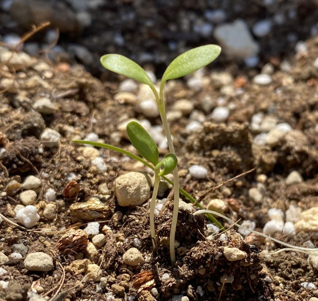 カーネーション　双葉