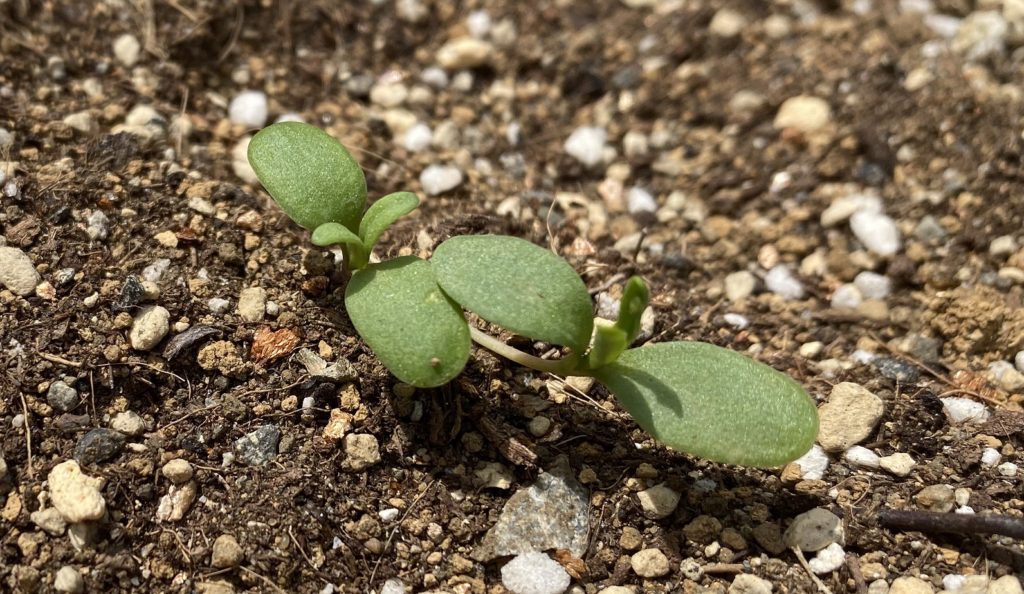 カーネーション　本葉出る
