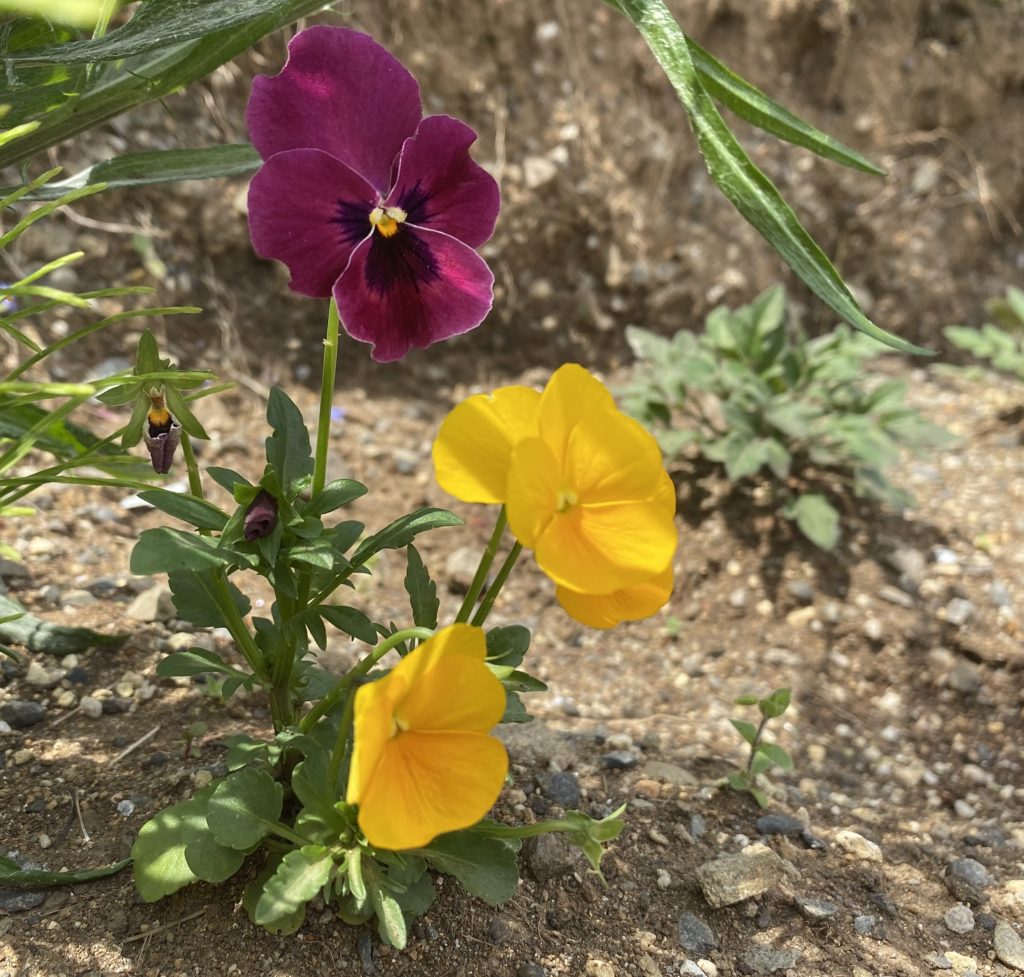 パンジー　花　5月