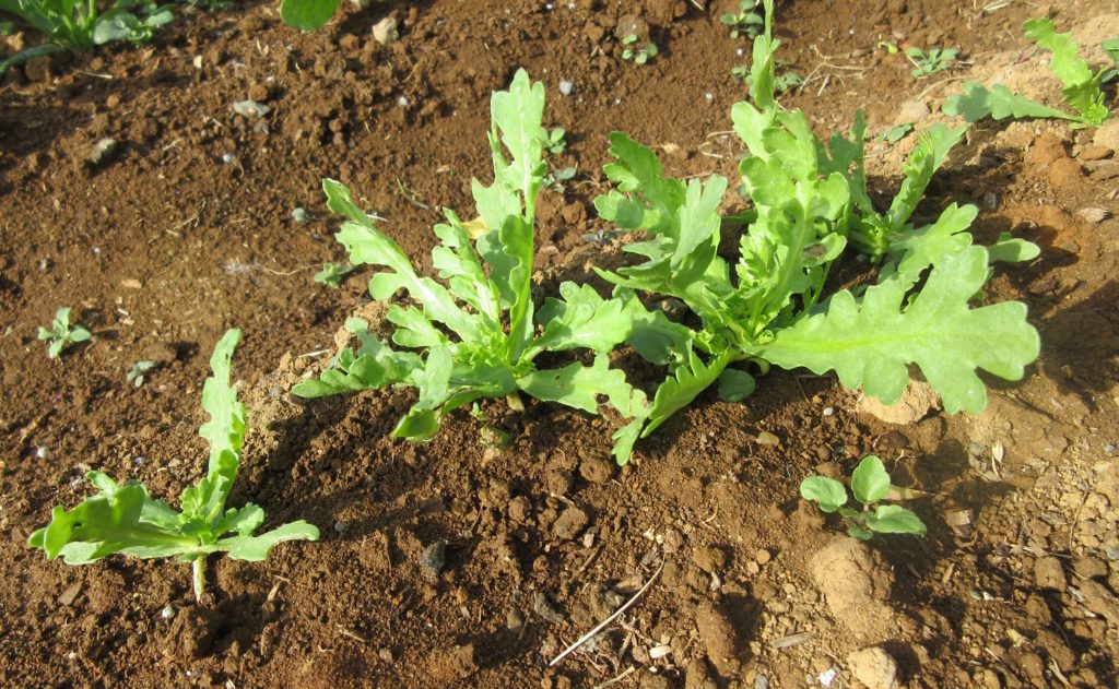 春菊　種植え３週間目