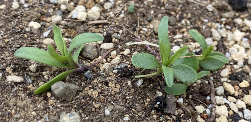 カーネーション　本葉出るころ