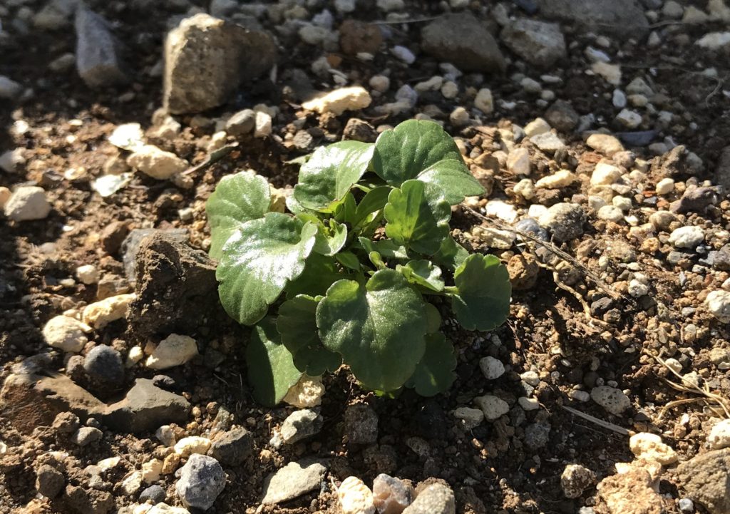 パンジー　葉06