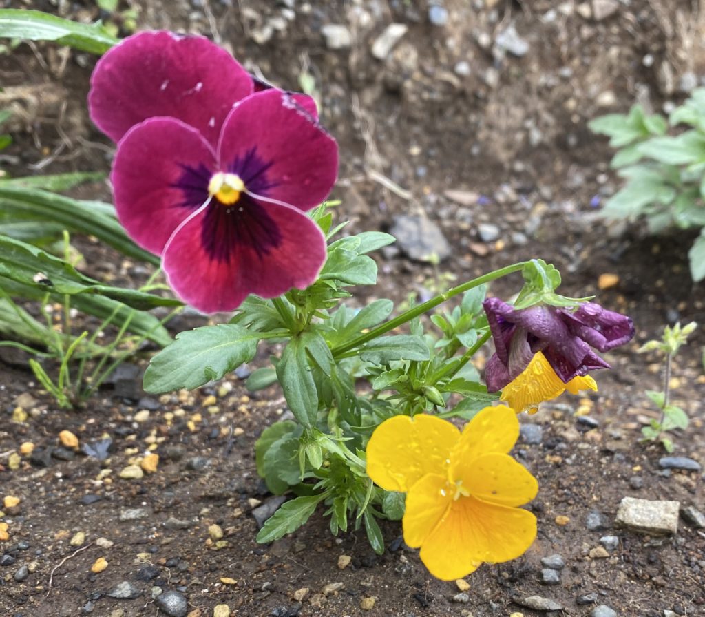 パンジー　花　5月02