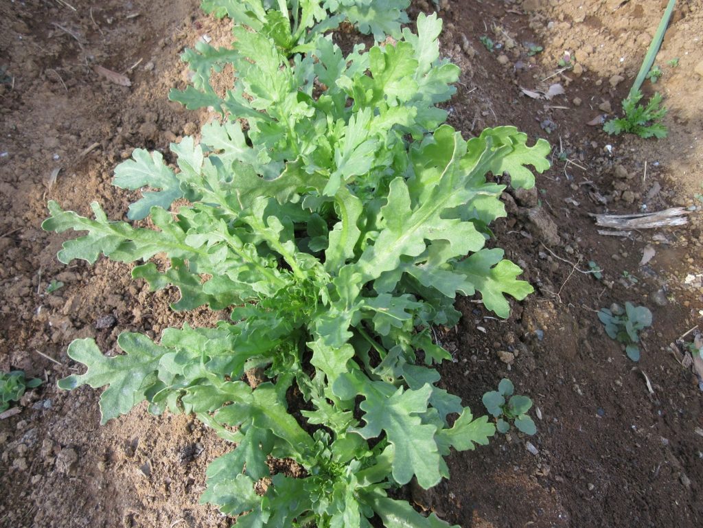 春菊　種植え６週間目