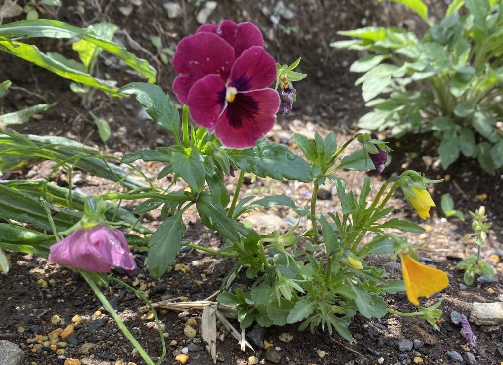 パンジー　5月　花