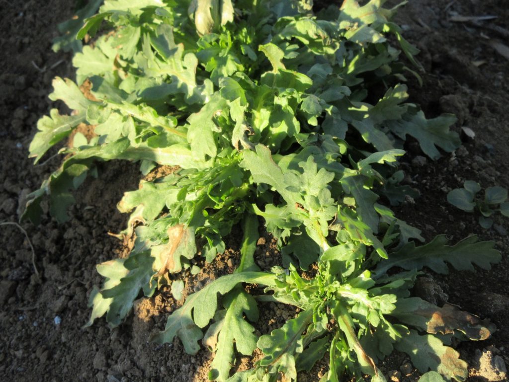 春菊　種植え８週間目