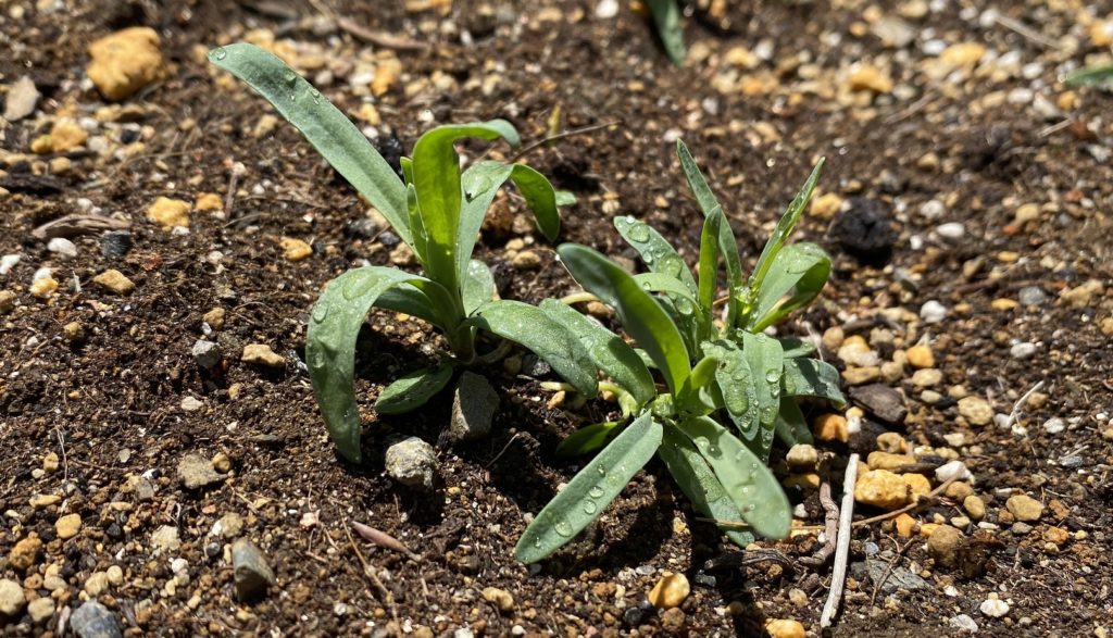 カーネーション　本葉成長