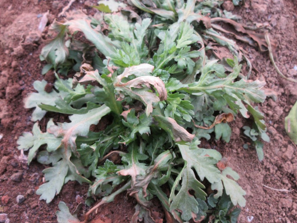 春菊　種植え９週間目