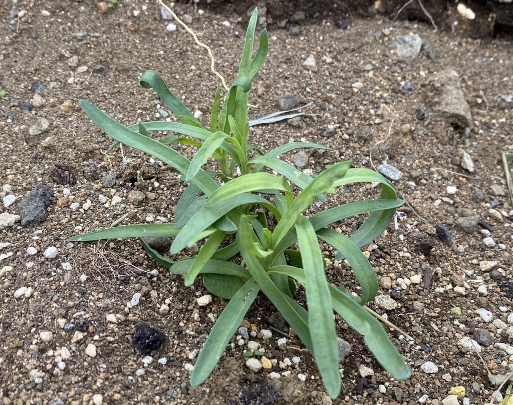 カーネーション　植え付け3か月目