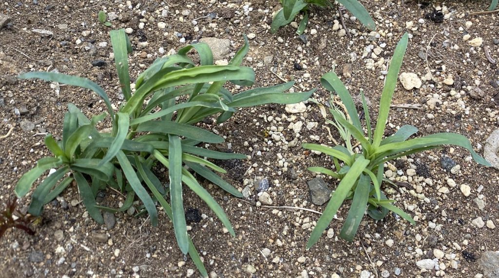 カーネーション　5月