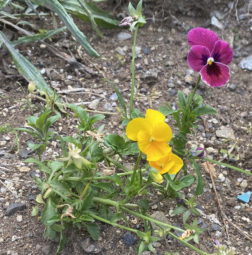 パンジー　咲き疲れ