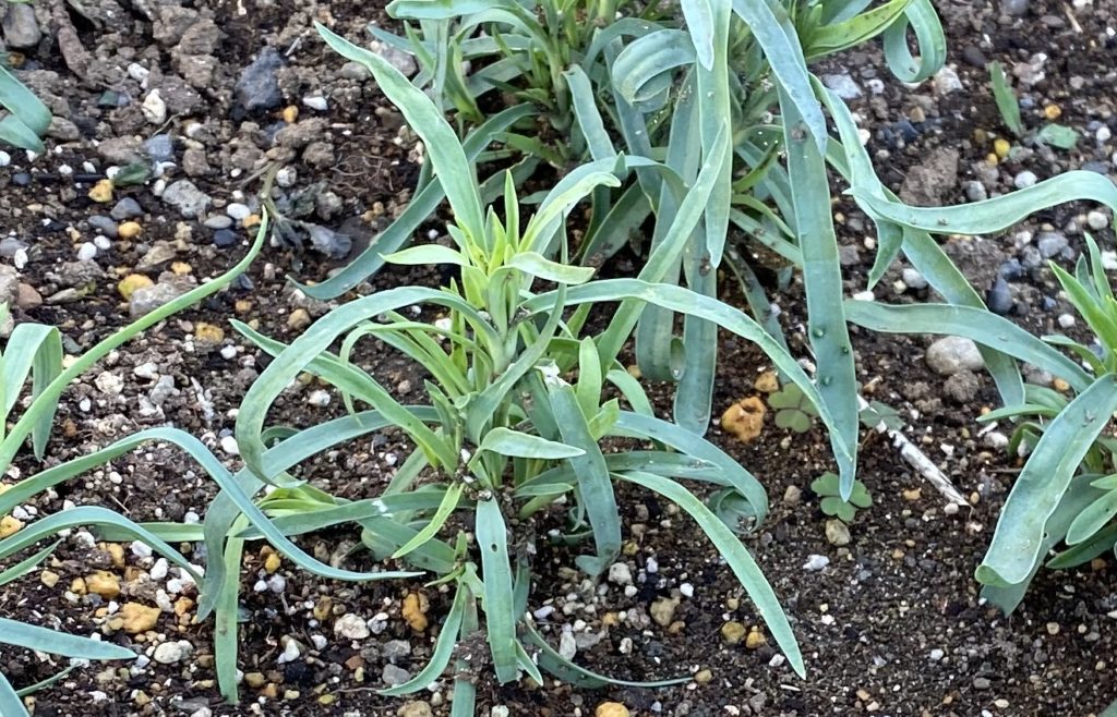 カーネーション　植え付け2か月