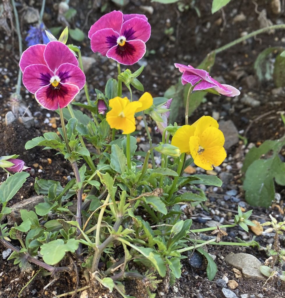 パンジー　6月　花