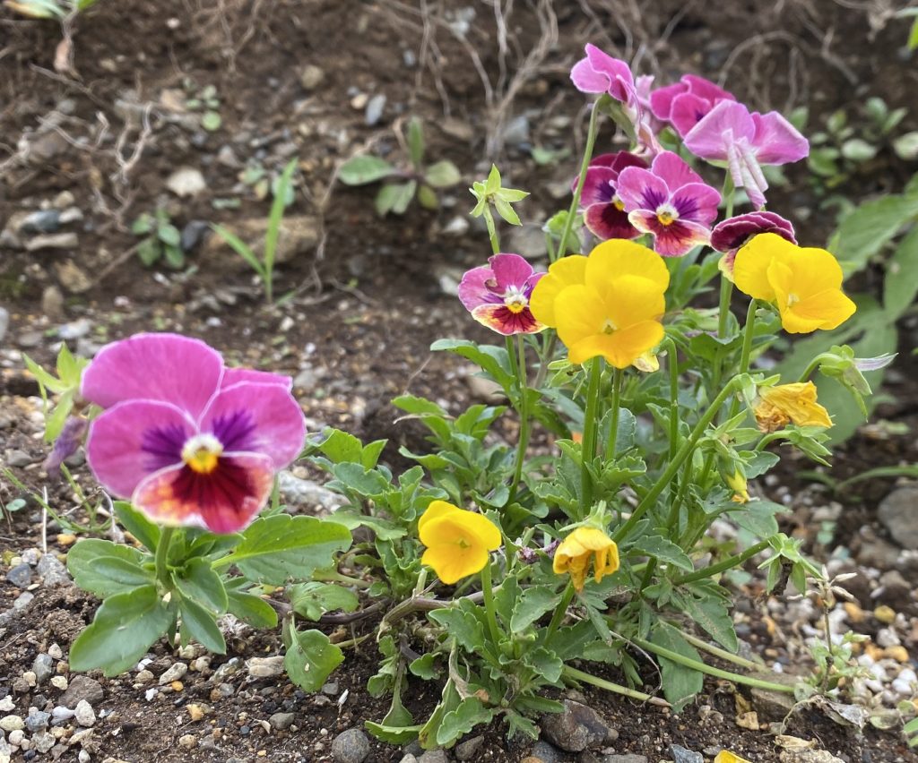 パンジー　花最盛期