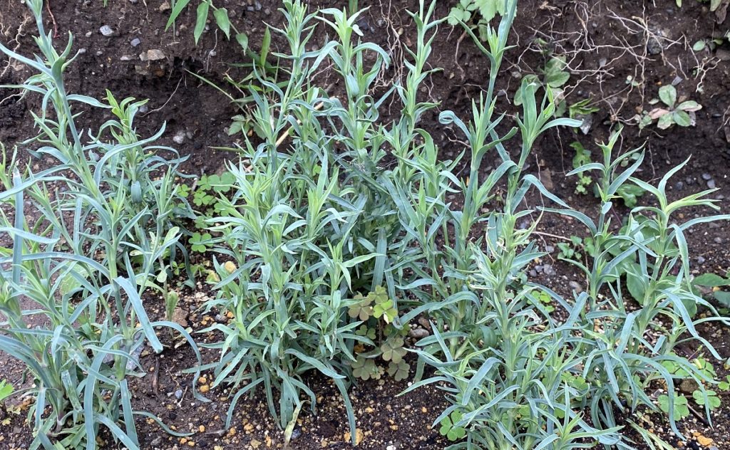 カーネーション　生育6月末