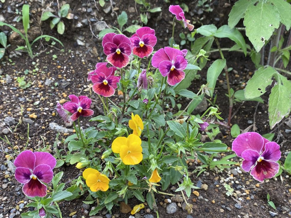 パンジー　直列咲き花