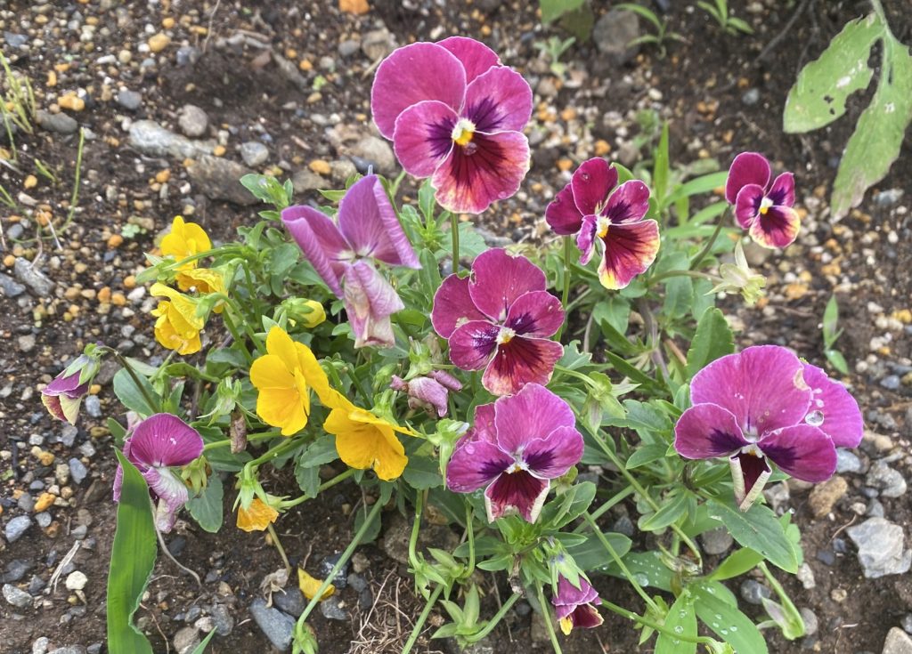 パンジー　7月　花　最後