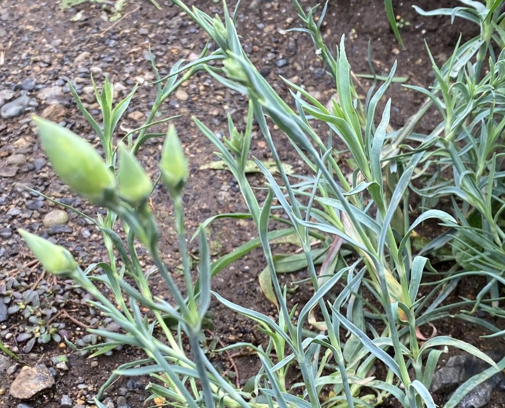 カーネーション　つぼみ