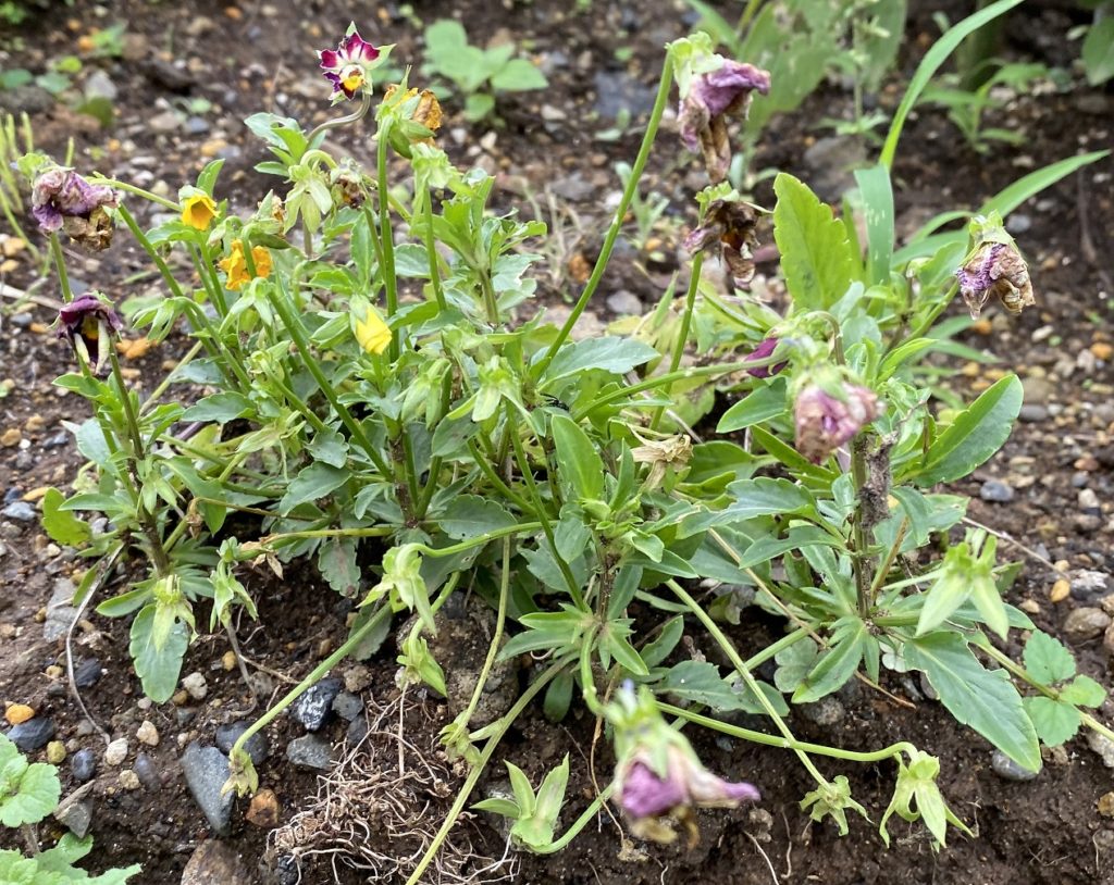 パンジー　7月　花打ち止め