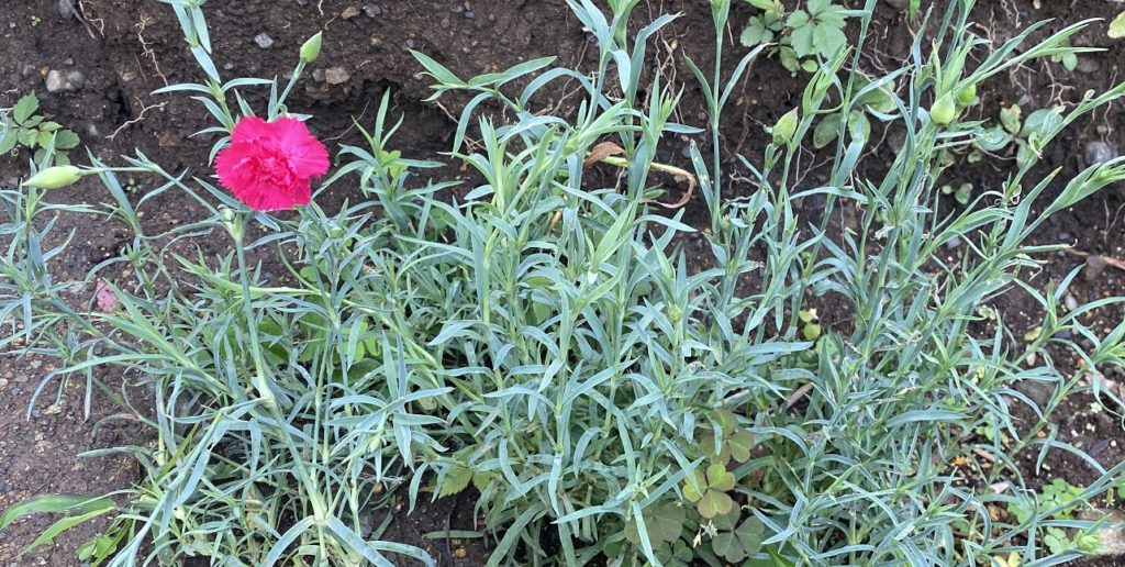 カーネーション　開花