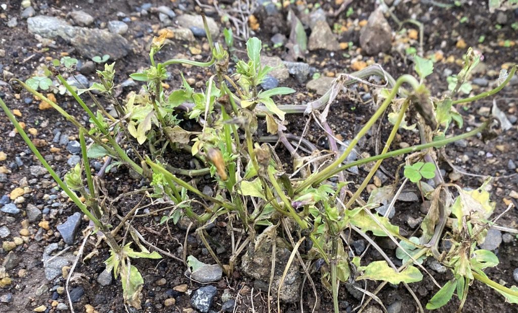 パンジー　7月　花の終わり