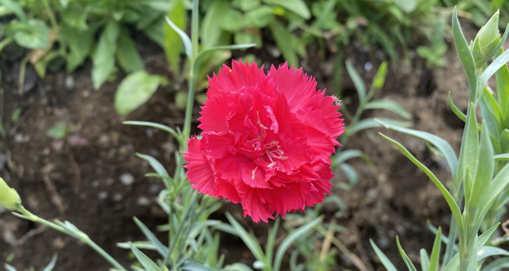 カーネーション　赤