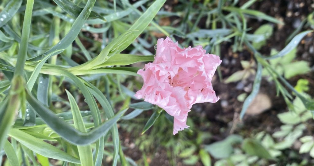 カーネーション　ピンク