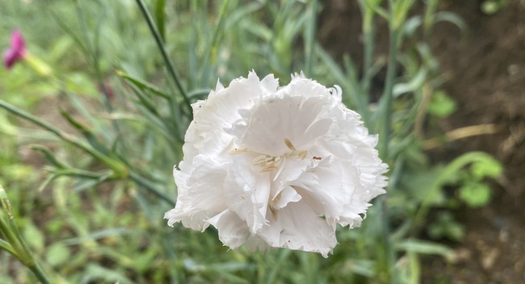 カーネーション　白