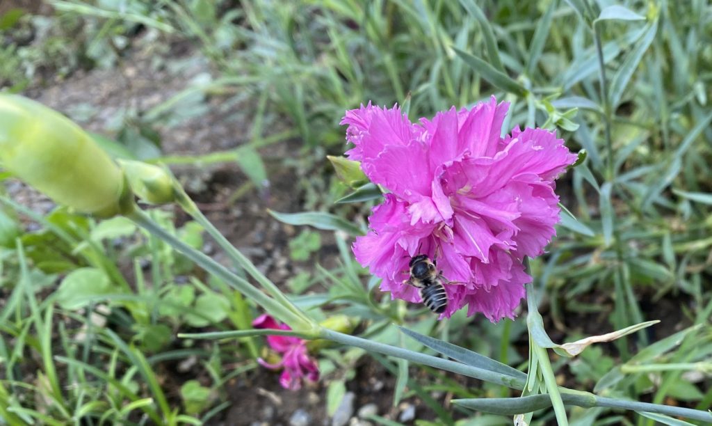 カーネーション　受粉