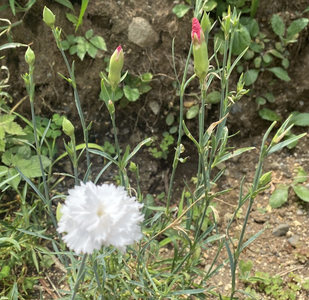 カーネーション　種ができる