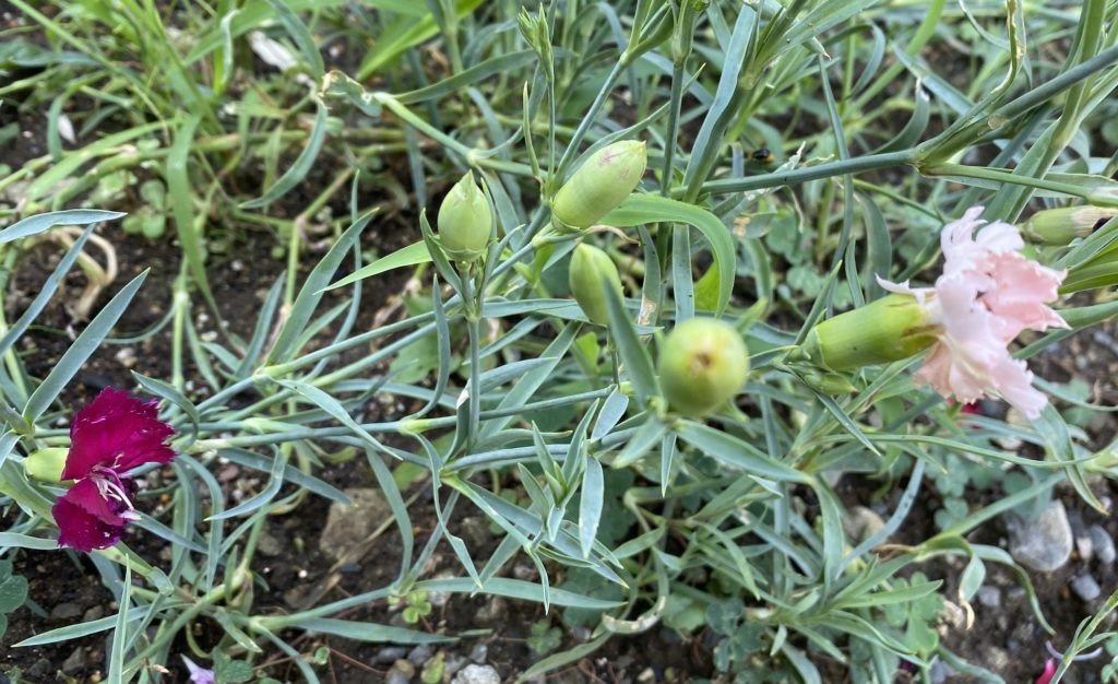 カーネーション　種房