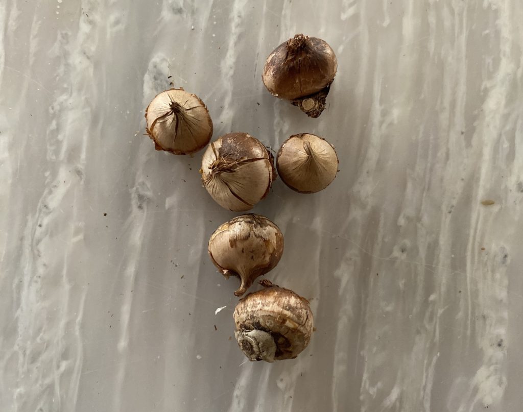 クロッカス　球根