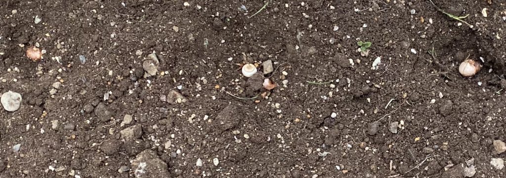 クロッカス　地植え