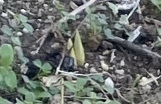 クロッカス11/22